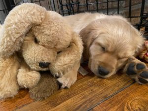 Muttsy the stuffed dog with Bingo the puppy