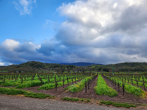 vineyard in Sonoma