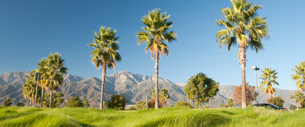 palm trees at the 2024 Real Property Retreat