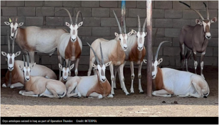 Multiple antelope resting