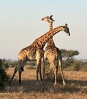 Two Giraffes