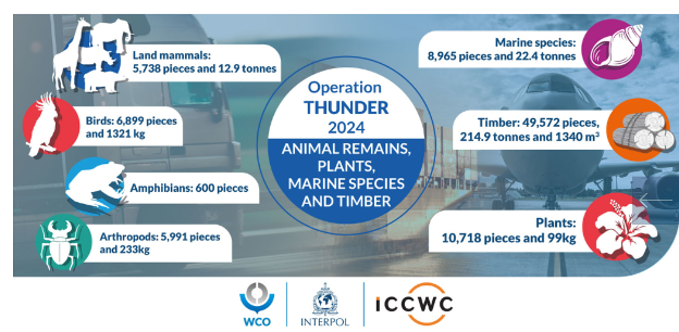 Operation Thunder 2024 Infographic