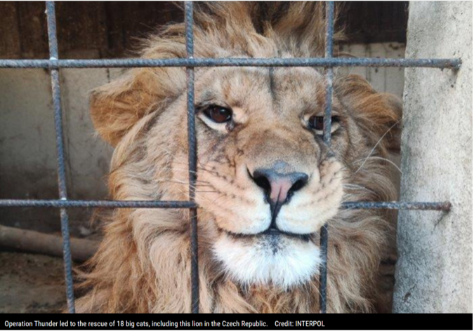 Lion in cage