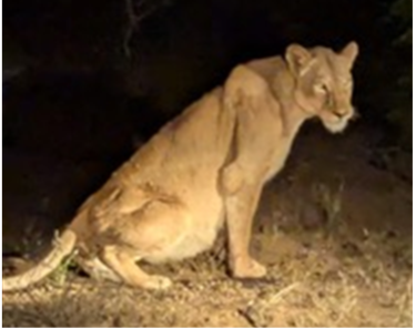 Lioness