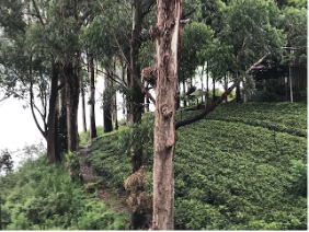 Trees on trail Pekoe Trail in Sri Lanka