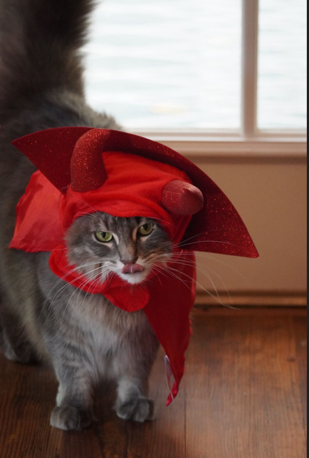 Cat in red devil cape costume
