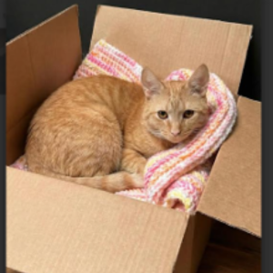 Cat curled in blanket in box